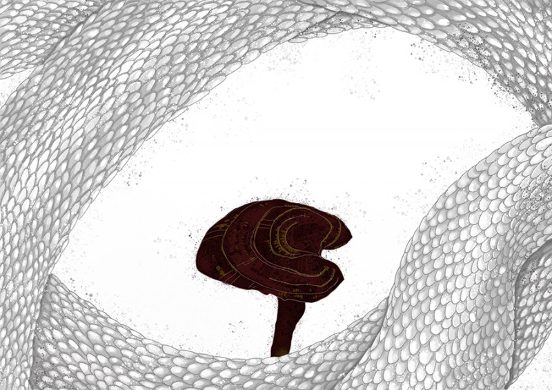 人五:畫(huà)了上百種水彩植物的插畫(huà)師