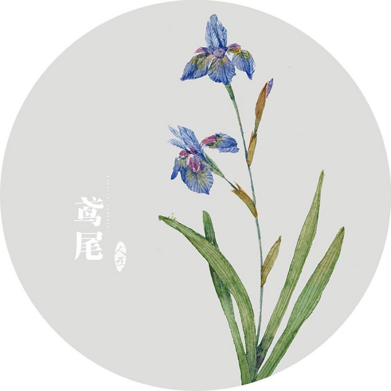 人五:畫(huà)了上百種水彩植物的插畫(huà)師