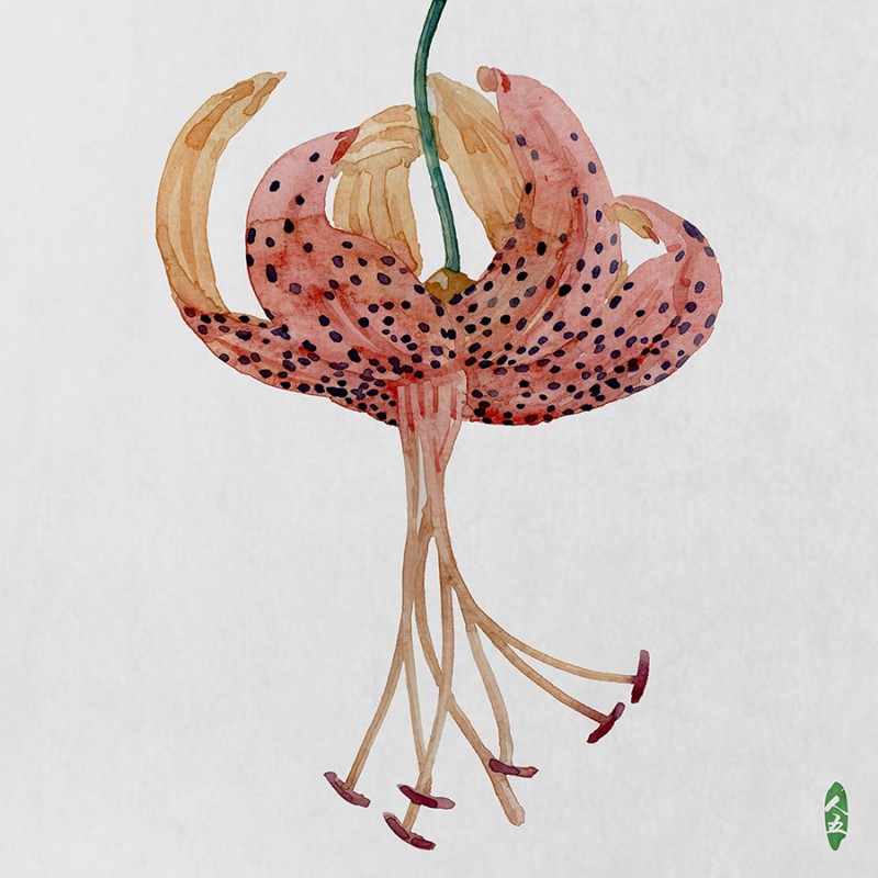 人五:畫(huà)了上百種水彩植物的插畫(huà)師