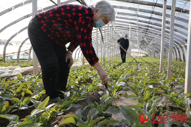 河南魯山：村民有序趕種 自發(fā)捐贈(zèng)蔬菜給戰(zhàn)“疫”一線