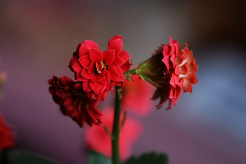 辦公室的花兒開(kāi)了——靳新國(guó)攝影詩(shī)畫(huà)