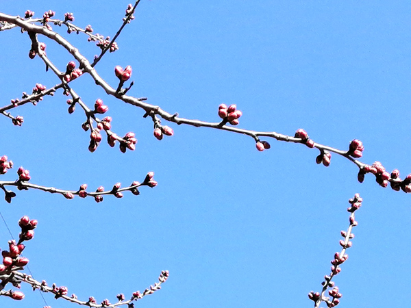 李月手機拍——庚子春公園山桃
