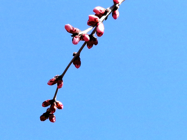 李月手機拍——庚子春公園山桃