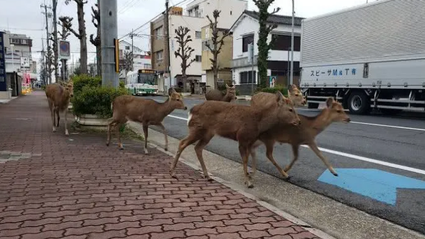 人類居家隔離，動物們開始走上街頭