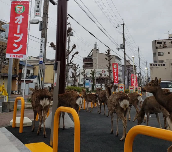 人類居家隔離，動物們開始走上街頭