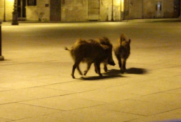 人類居家隔離，動物們開始走上街頭