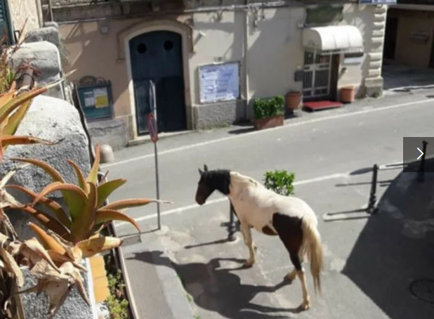 人類居家隔離，動物們開始走上街頭