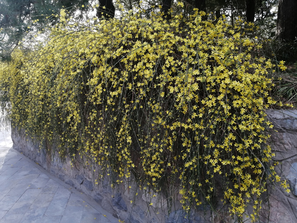 春光爛漫頤和園