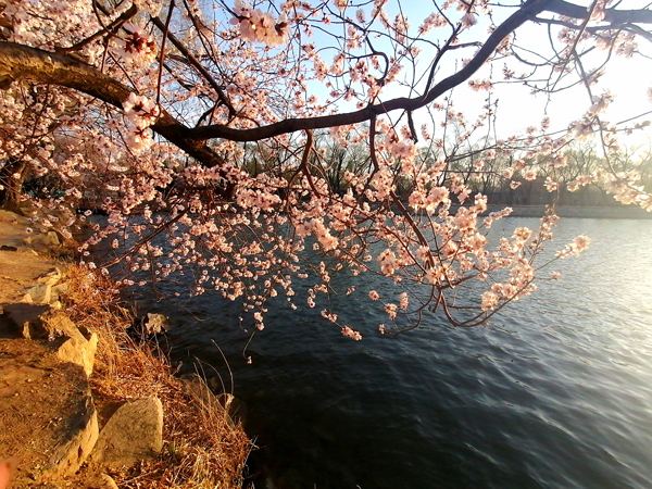 春光爛漫頤和園
