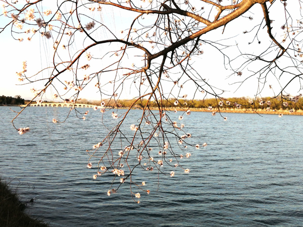 春光爛漫頤和園