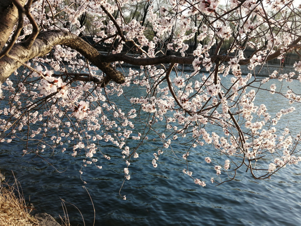春光爛漫頤和園