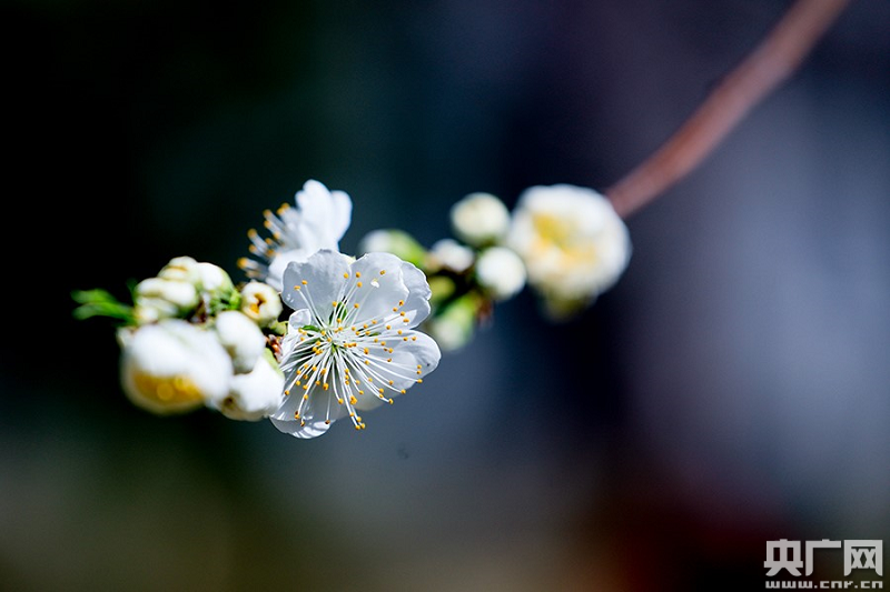 春到北京 花正開