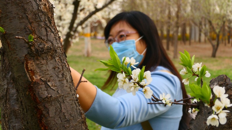靳新國攝影: 桃花春色暖先開，明媚誰人不看來
