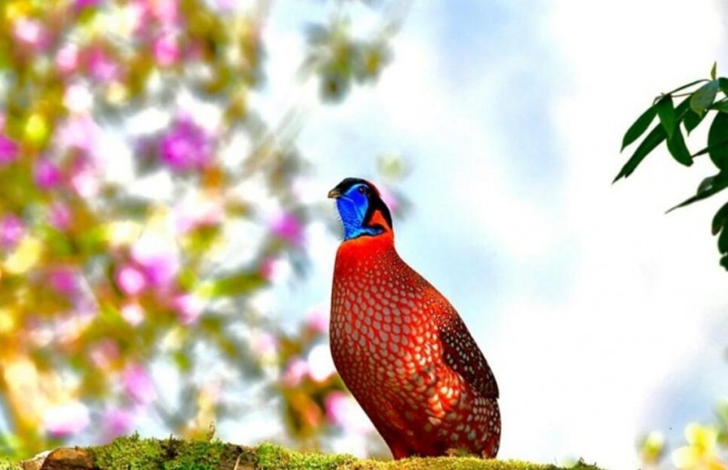 四川23年間新增135種野生鳥類 鳥類新分布記錄多由觀鳥者發(fā)現(xiàn)