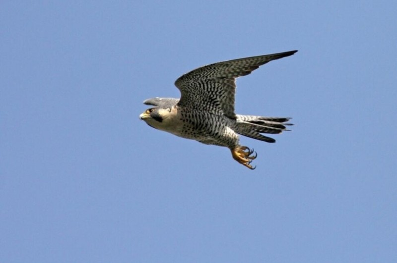 四川23年間新增135種野生鳥類 鳥類新分布記錄多由觀鳥者發(fā)現(xiàn)