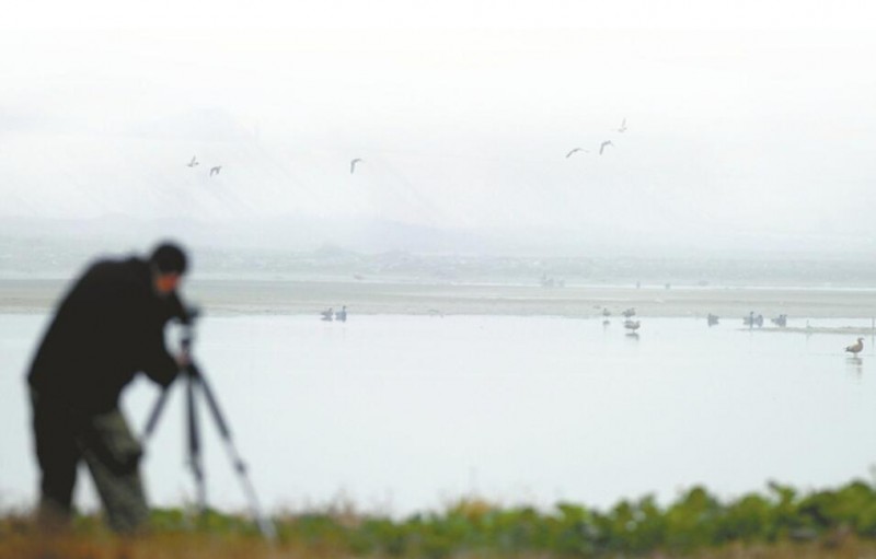 四川23年間新增135種野生鳥類 鳥類新分布記錄多由觀鳥者發(fā)現(xiàn)