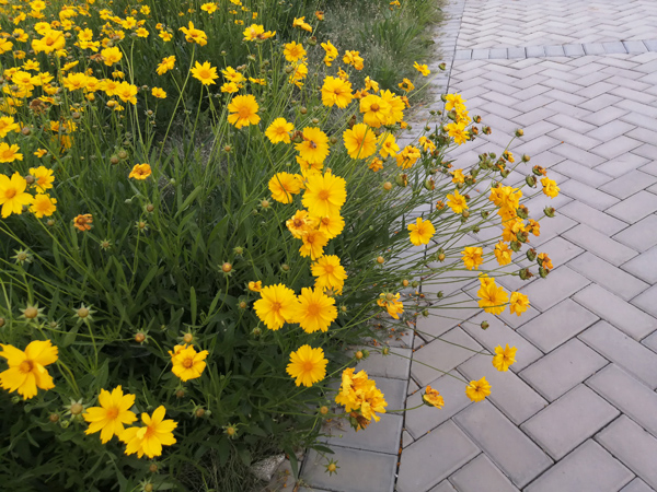 北京通州萬(wàn)畝休憩園——李月手機(jī)拍圖