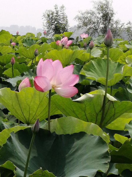 又是一年荷花開——李月手機拍圖