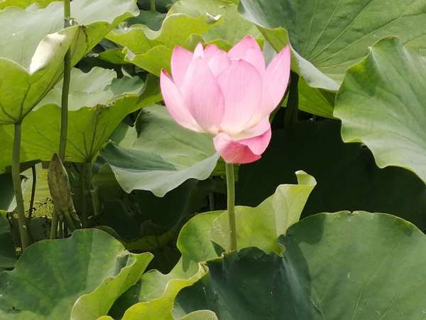又是一年荷花開——李月手機拍圖