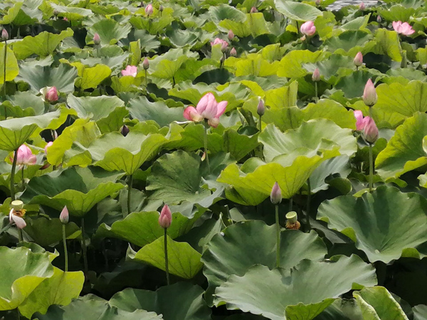 又是一年荷花開——李月手機拍圖