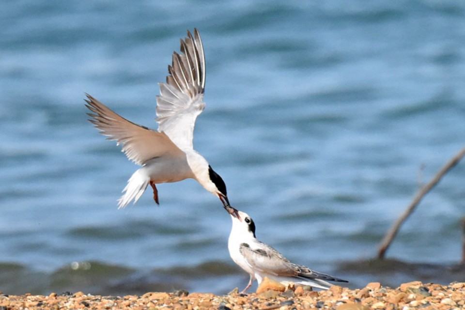 朱香順鏡頭記錄.燕鷗：鳥(niǎo)類(lèi)飛遠(yuǎn)冠軍