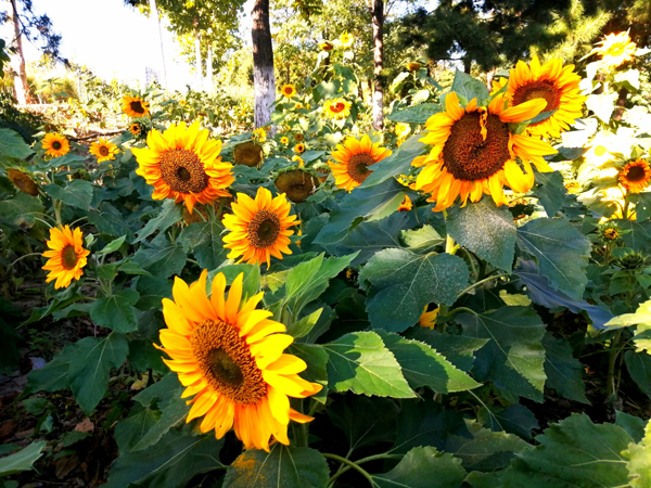 亦莊新濱河森林公園的低向日葵