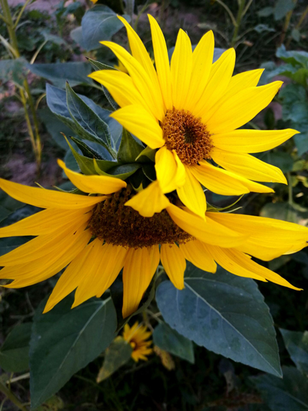 亦莊新濱河森林公園的低向日葵