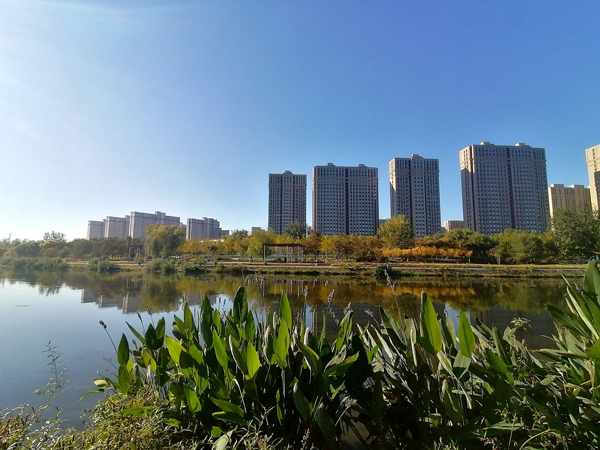 亦莊新濱河森林公園的低向日葵
