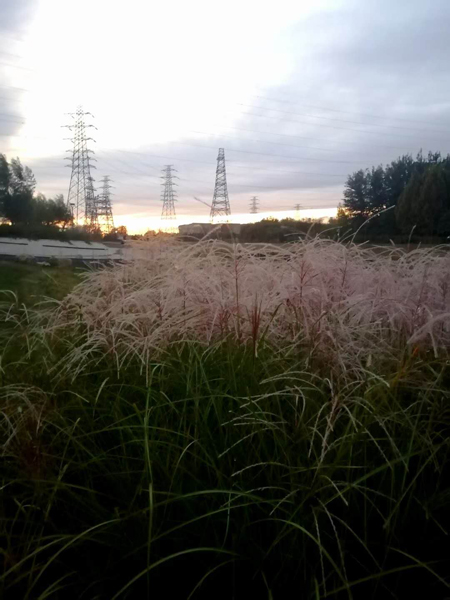 李月手機(jī)拍圖——粉黛草與蘆葦