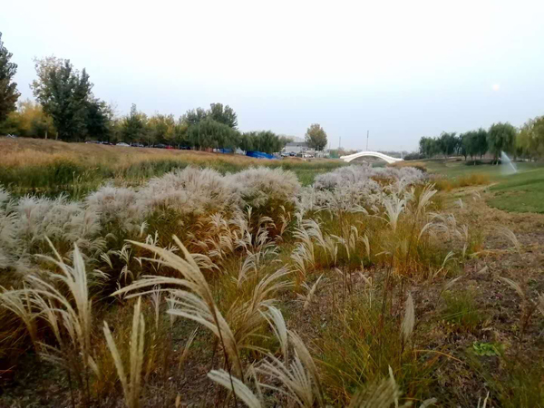 李月手機(jī)拍圖——粉黛草與蘆葦