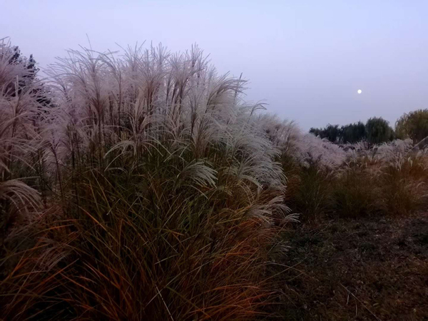 李月手機(jī)拍圖——粉黛草與蘆葦