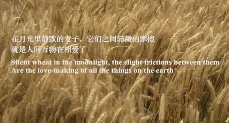 她不是中國最好的詩人，但卻是最打動我的詩人