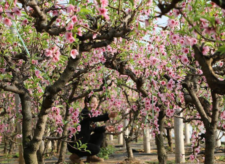 河北平泉：寒冬大棚桃花開