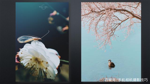 春花盛開，手機(jī)怎么拍？記住這4條秘訣，就能出大片！