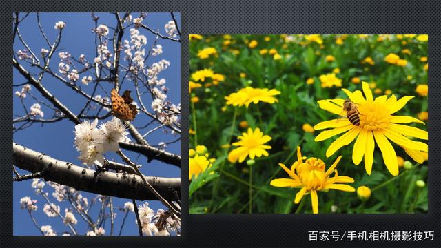 春花盛開，手機(jī)怎么拍？記住這4條秘訣，就能出大片！