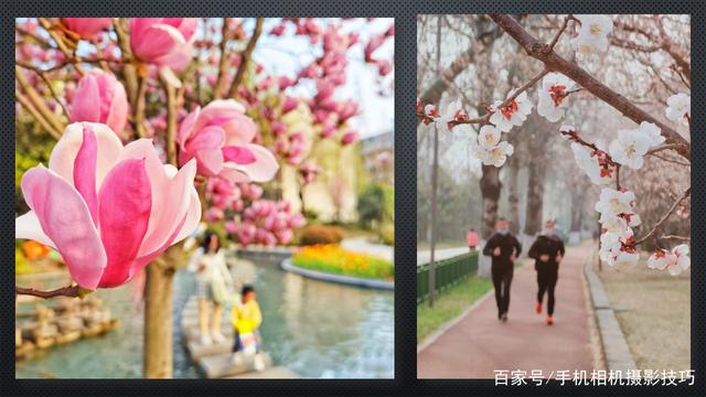 春花盛開，手機(jī)怎么拍？記住這4條秘訣，就能出大片！