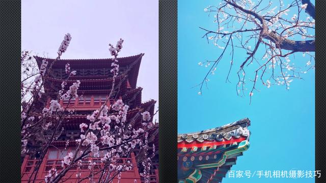 春花盛開，手機(jī)怎么拍？記住這4條秘訣，就能出大片！