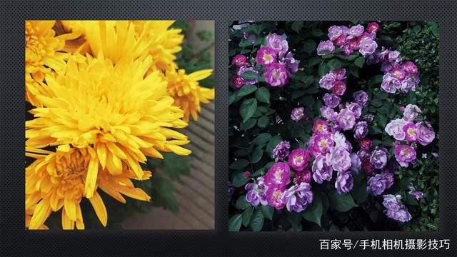 春花盛開，手機(jī)怎么拍？記住這4條秘訣，就能出大片！