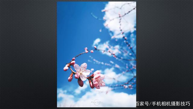 春花盛開，手機(jī)怎么拍？記住這4條秘訣，就能出大片！