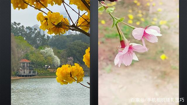 春花盛開，手機(jī)怎么拍？記住這4條秘訣，就能出大片！