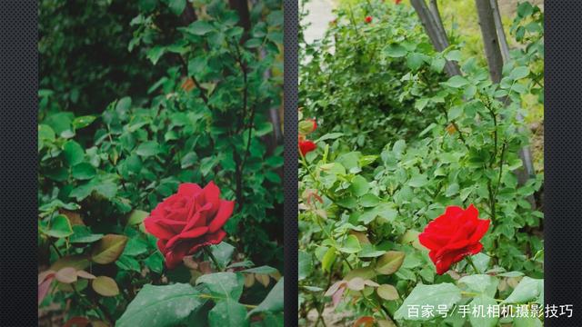 春花盛開，手機(jī)怎么拍？記住這4條秘訣，就能出大片！
