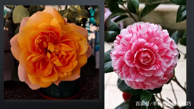 春花盛開，手機(jī)怎么拍？記住這4條秘訣，就能出大片！