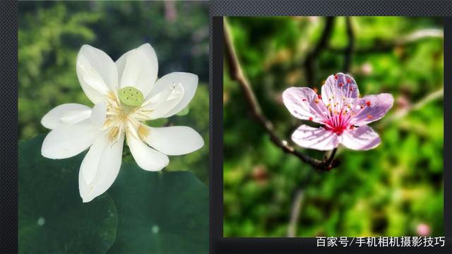春花盛開，手機(jī)怎么拍？記住這4條秘訣，就能出大片！