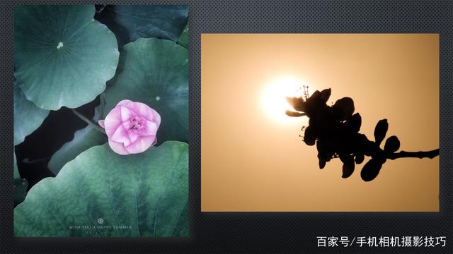 春花盛開，手機(jī)怎么拍？記住這4條秘訣，就能出大片！