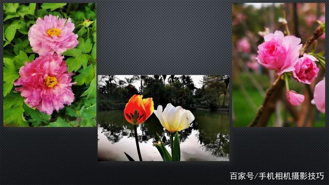 春花盛開，手機(jī)怎么拍？記住這4條秘訣，就能出大片！