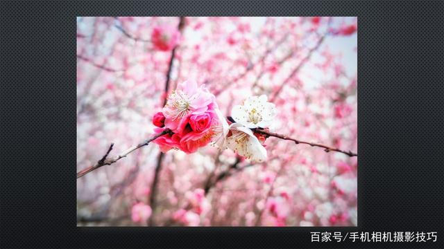 春花盛開，手機(jī)怎么拍？記住這4條秘訣，就能出大片！