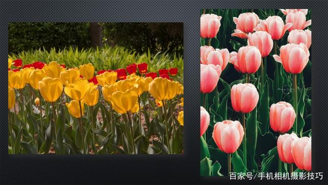 春花盛開，手機(jī)怎么拍？記住這4條秘訣，就能出大片！