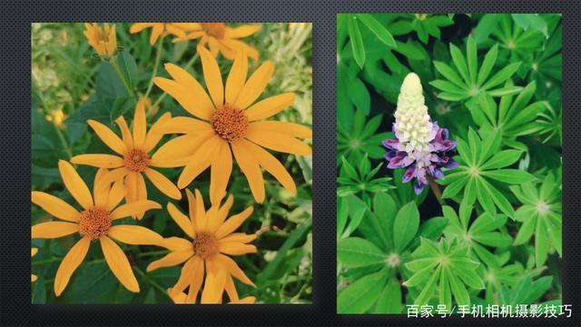 春花盛開，手機(jī)怎么拍？記住這4條秘訣，就能出大片！