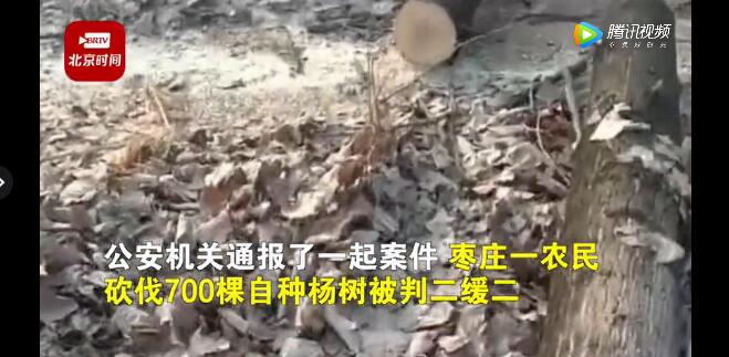 農(nóng)民砍自家樹(shù)700棵獲刑！處罰依據(jù)公布