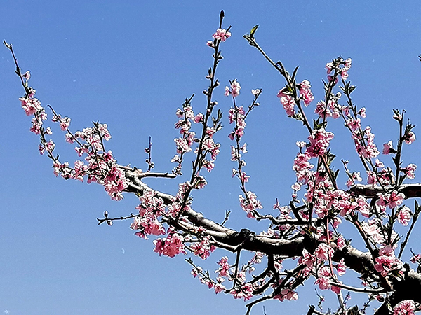 李月手機(jī)拍圖——三春花事回顧